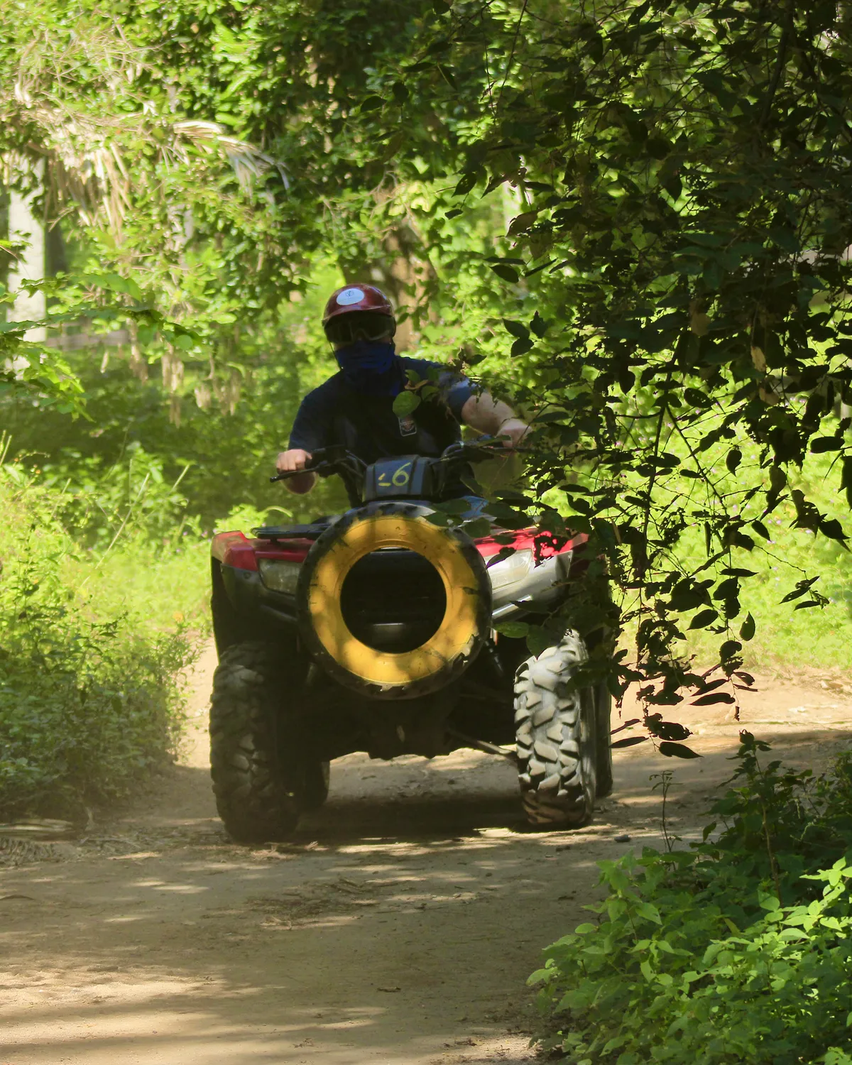 An ATV rider coming up the jungle trail through a tunnel of green